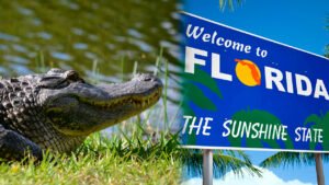<p>En Florida, el avistamiento de un gigantesco caimán obligó a las autoridades del estado a cerrar el popular manantial Juniper Springs, a 300 millas al norte de Miami.</p>
