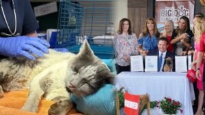 <p>La nueva legislación refuerza el bienestar animal en situaciones de emergencia por desastres naturales. Conoce qué dice la norma.</p>
