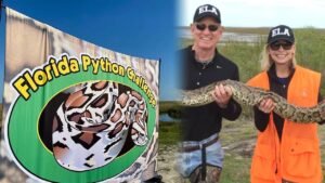 <p>Las pitones birmanas pueden medir más de 5 metros y devorar presas del tamaño de un venado, alterando gravemente el ecosistema de los Everglades.</p>
