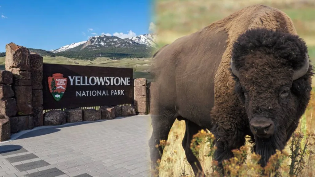 Recomendaciones en Parque Nacional de Yellowstone tras ataque de bisonte a turista